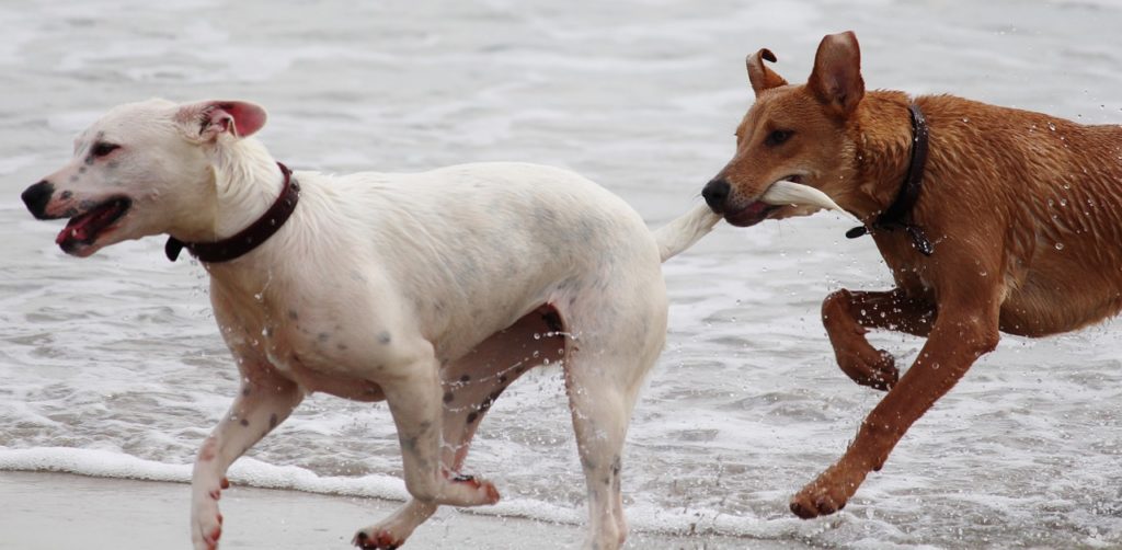 Perros jugando