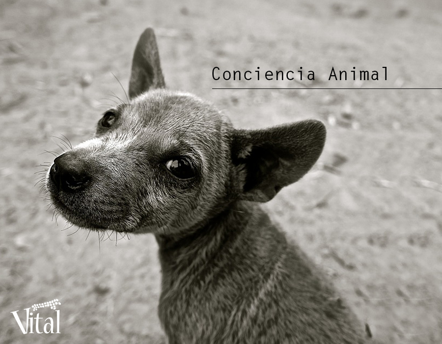 Conciencia animal en los colegios