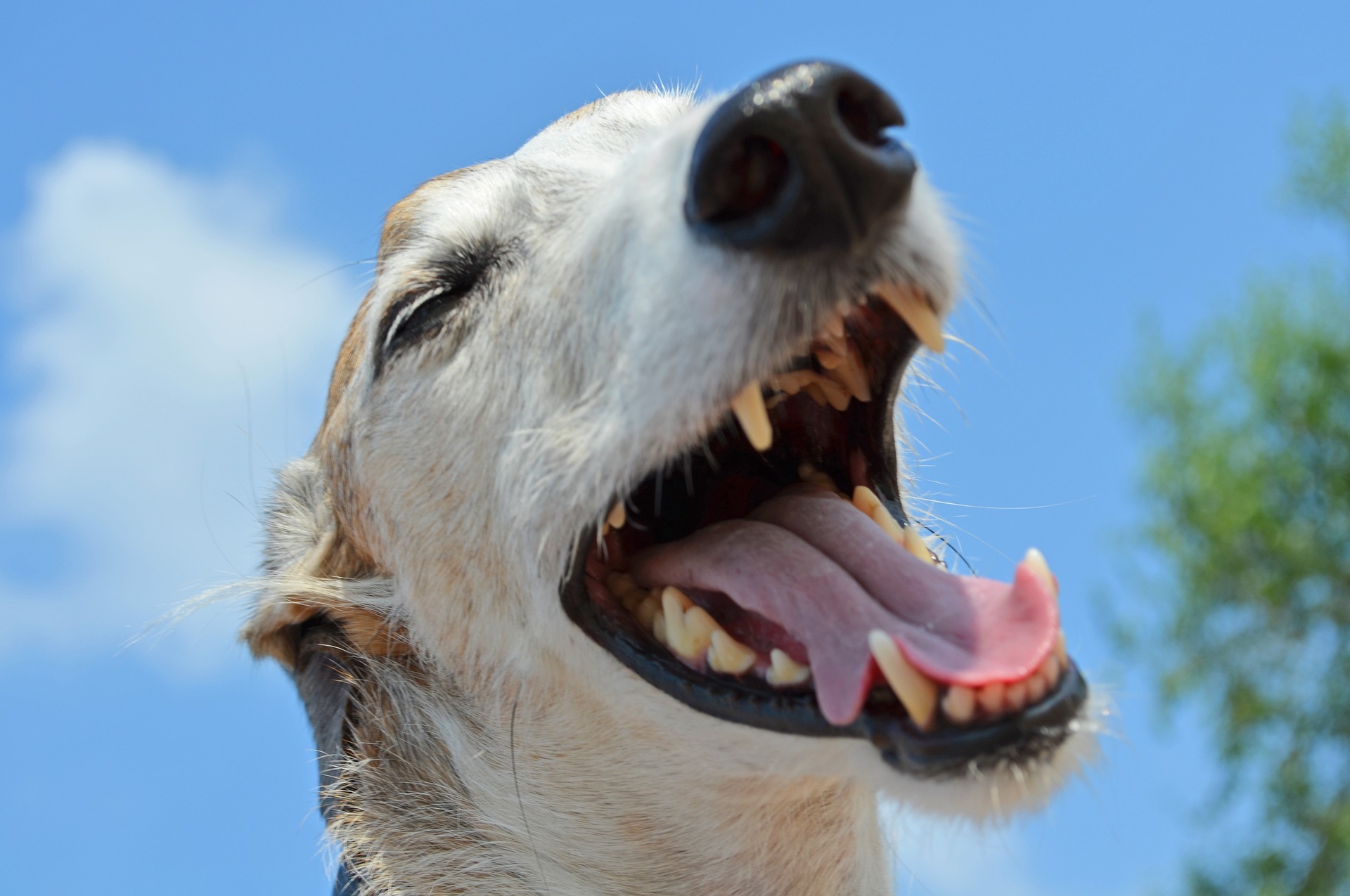 La recontrucción emocional canina