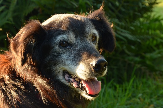 Acupuntura en animales ancianos