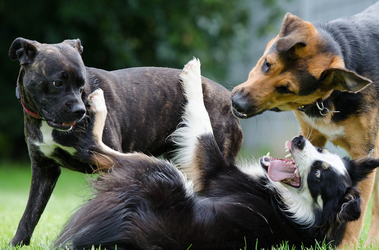 Consejos antes de acudir al parque canino