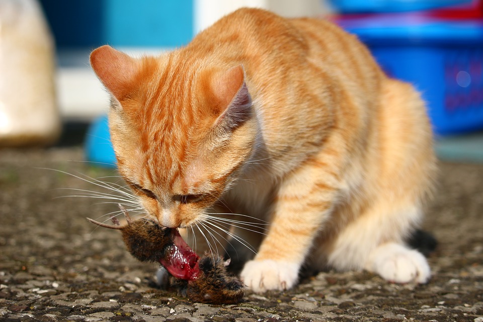 La dieta BARF para gatos