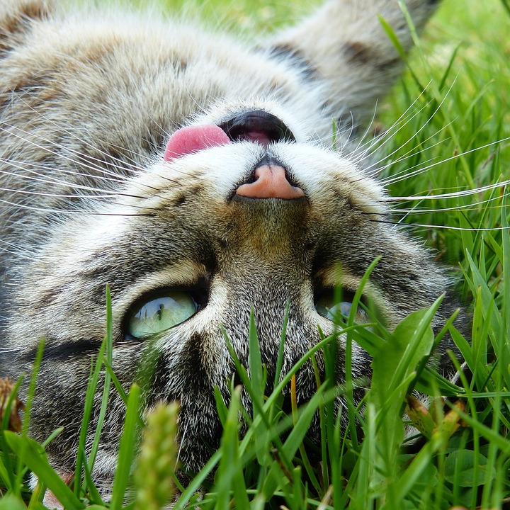 Francis M. Pottenger y el estudio de la alimentación en gatos