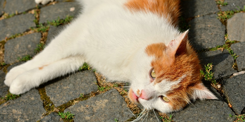 La anorexia en gatos