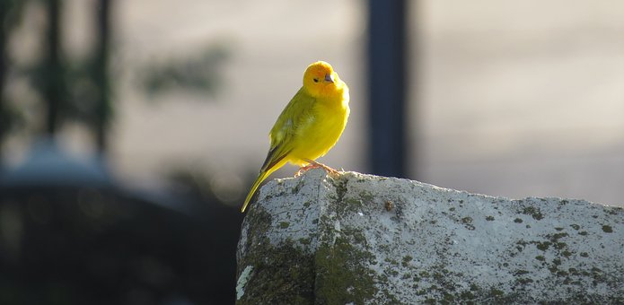 Comprender a los canarios y otras aves