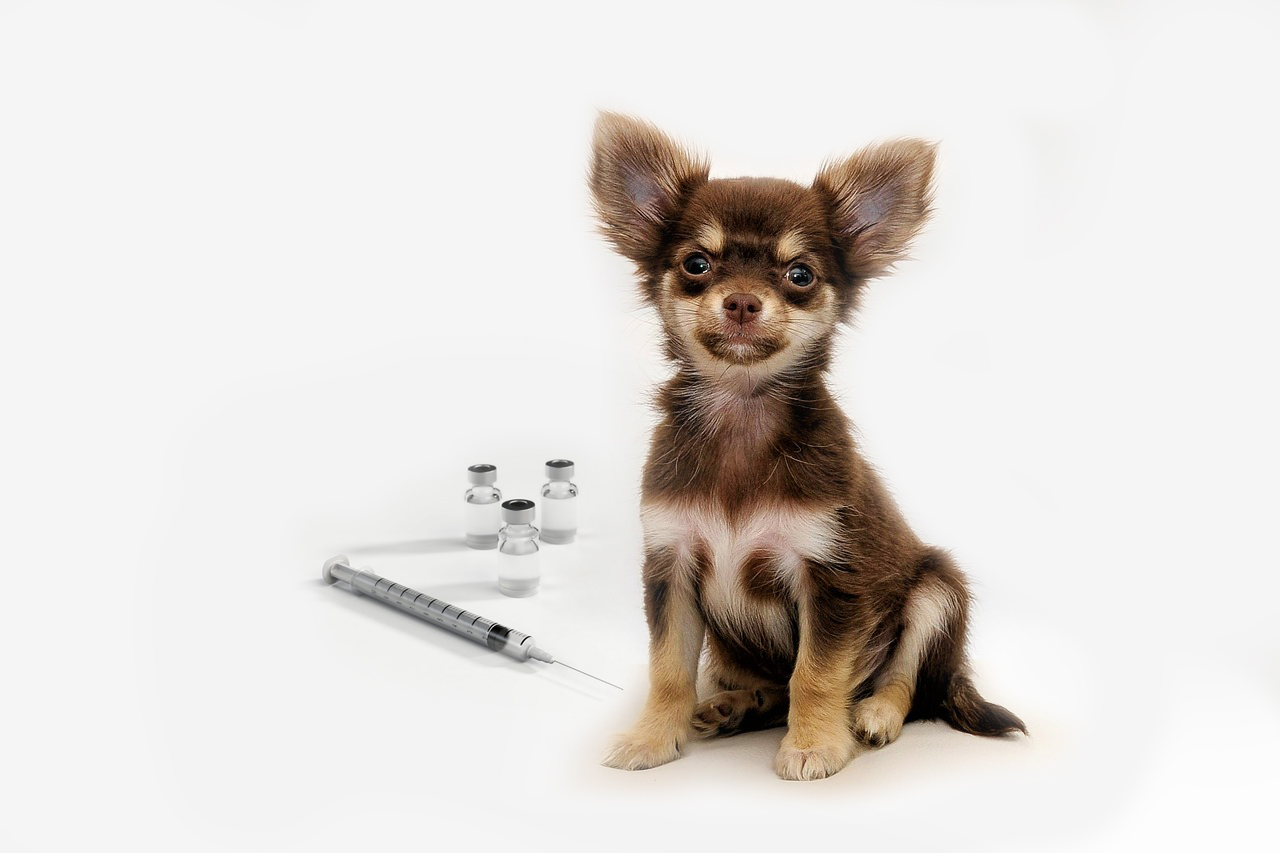 Reunión fenómeno haz Vacunas para nuestros perros (calendario de vacunación) - Vital Veterinaria