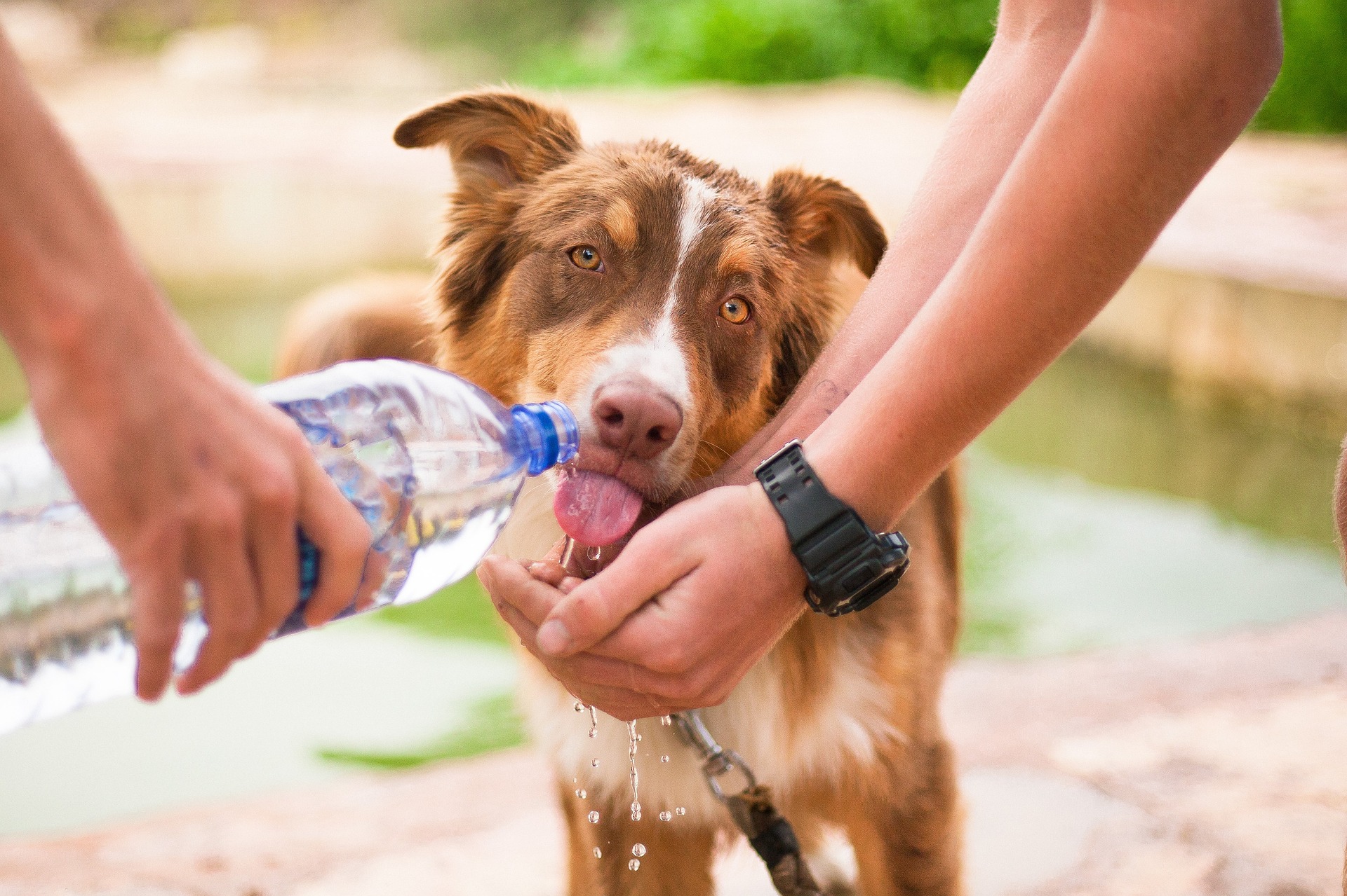 ¿Cómo hidratar a tu mascota?