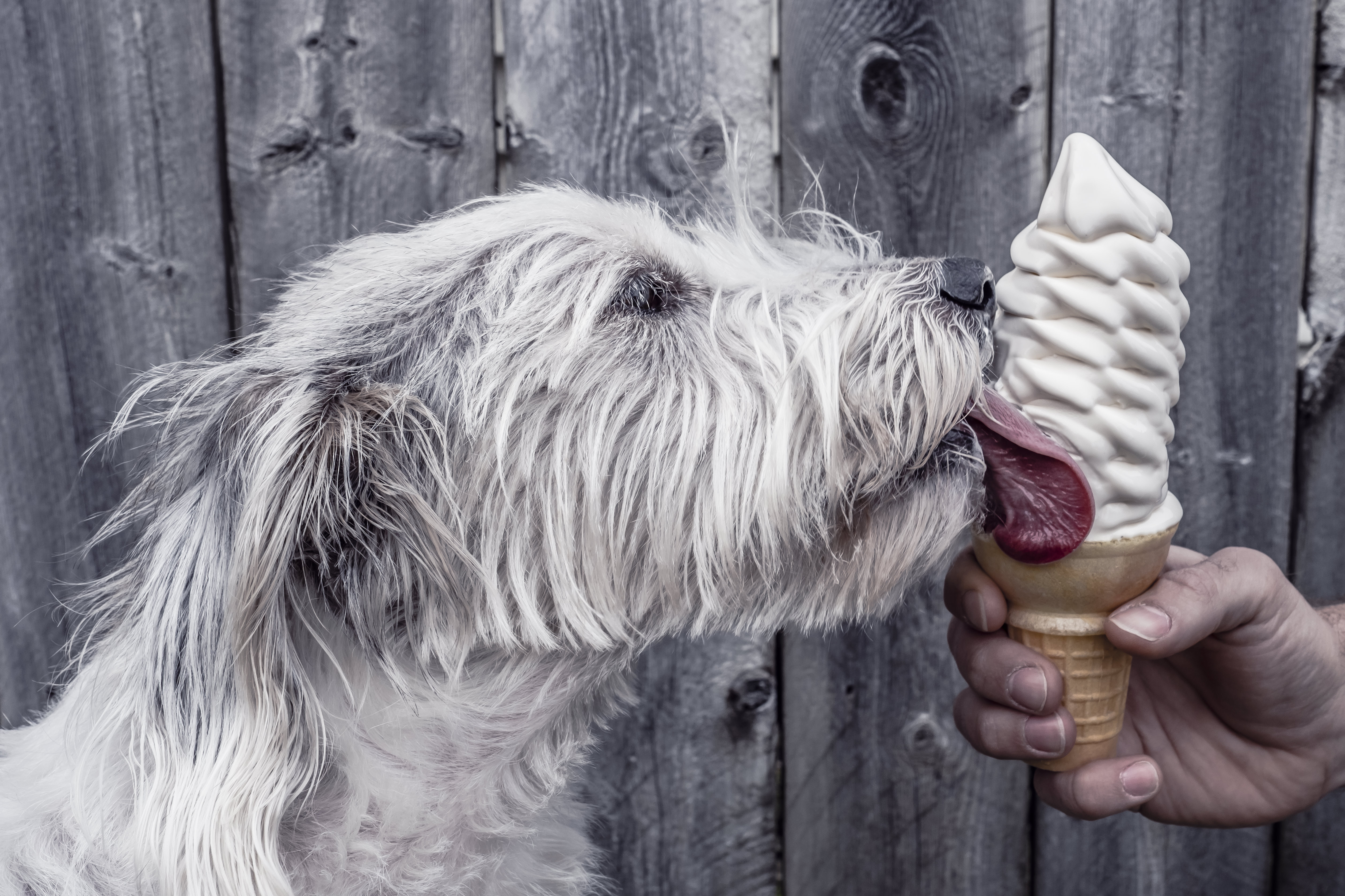 ¿Helados para perros? ¡Descubre las recetas!