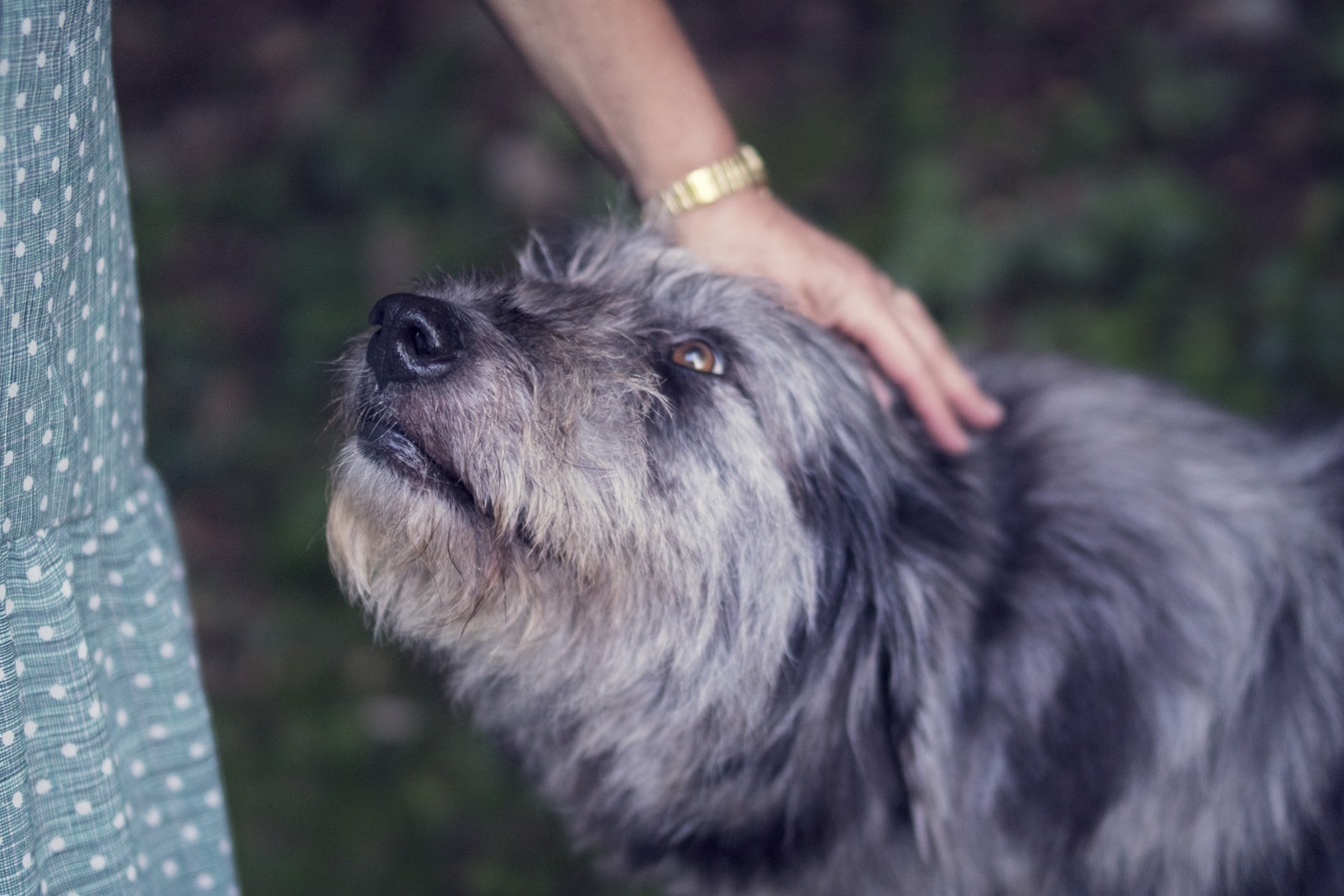 Recomendaciones para mejorar los hábitos de tu mascota (parte I)