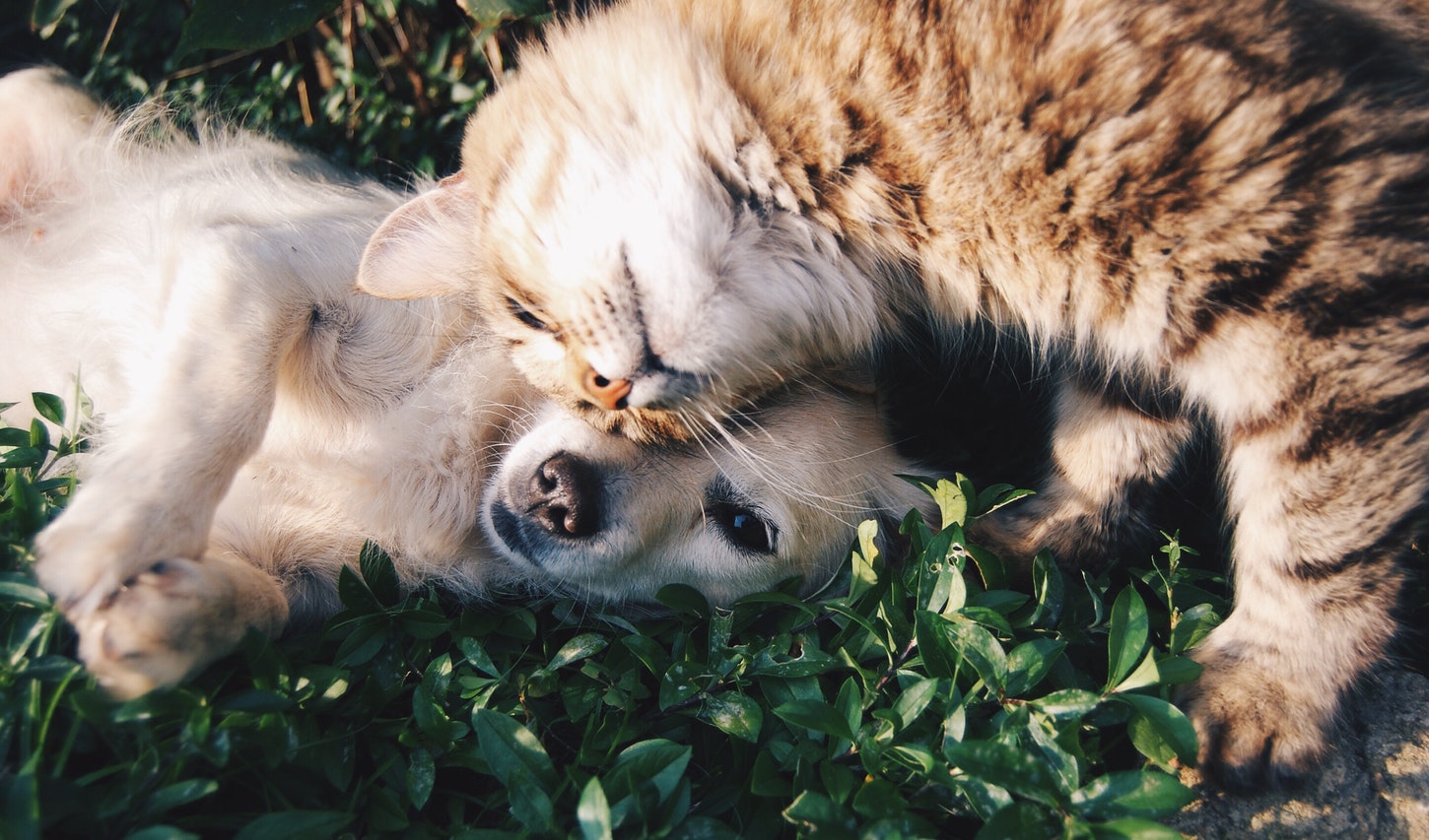 Recomendaciones Para Mejorar Los Hábitos De Tu Mascota (Parte II)