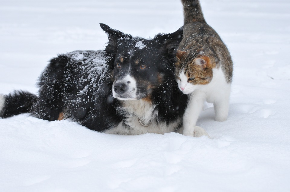 Consejos para el cuidado de tu mascota en invierno