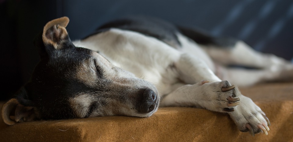 Por qué recurrir a la acupuntura en animales