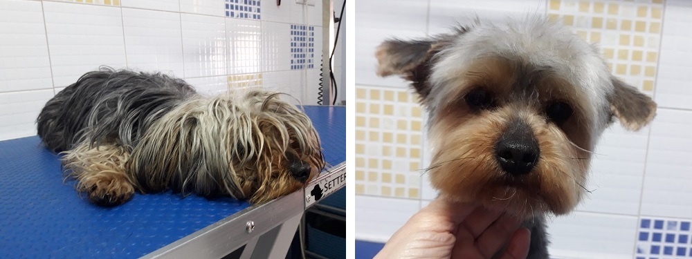 Peluquería canina: antes y después