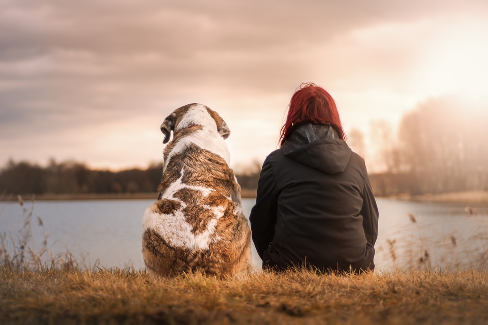 Tenencia responsable de animales de compañía