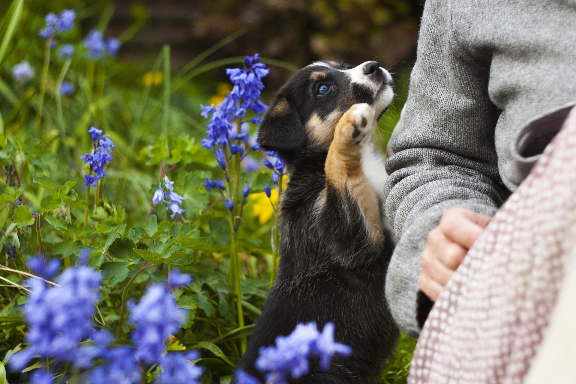 Fitoterapia: terapia natural respetuosa con tu mascota