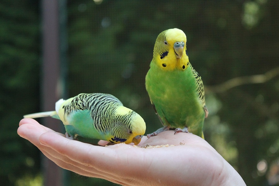 Cuidado de aves: qué comen las psitácidas