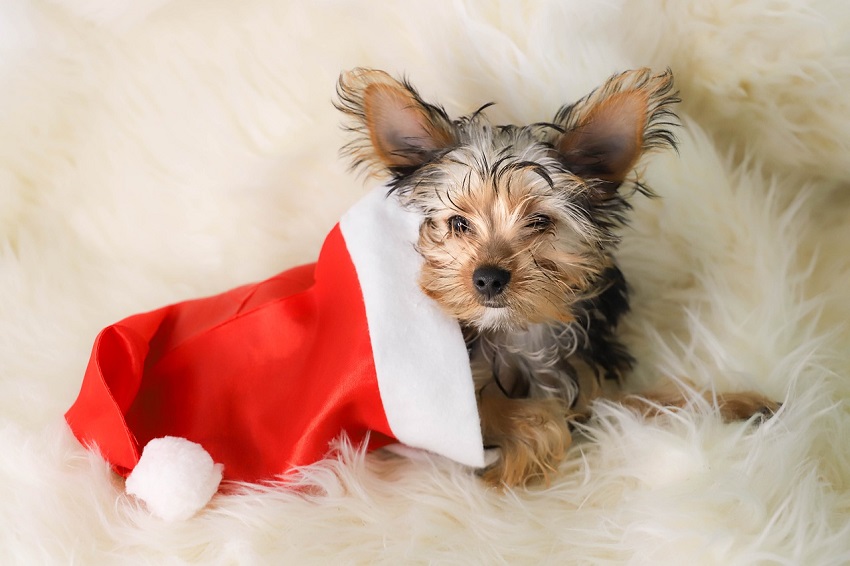 Un cachorro no es un juguete navideño