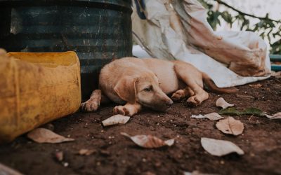 Abandono animal: ¡no es un juguete!