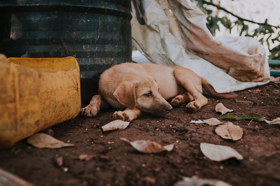 abandono animal