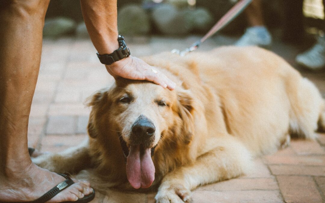 ¿Qué patologías podemos tratar con la homeopatía veterinaria?