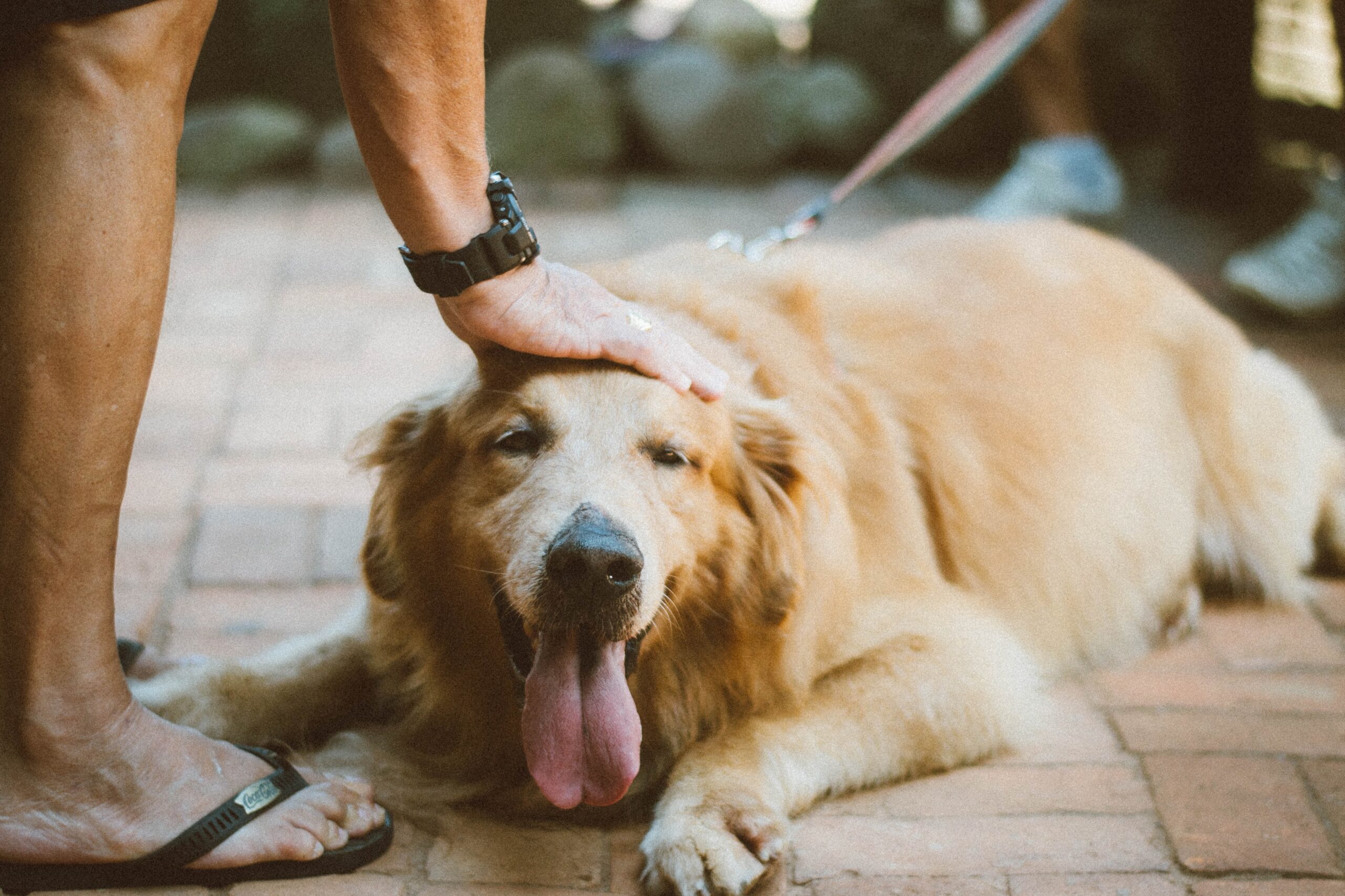 ¿Qué patologías podemos tratar con la homeopatía veterinaria?
