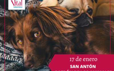 San Antón: ¿Por qué es el patrón de los animales?