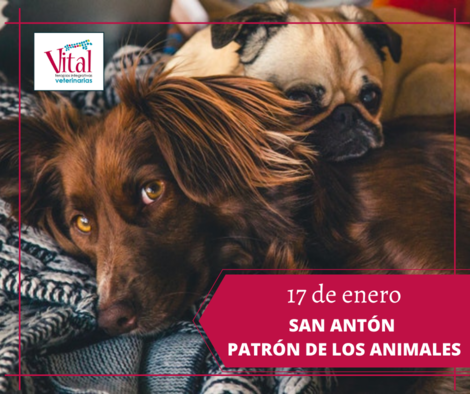 San Antón: ¿Por qué es el patrón de los animales?