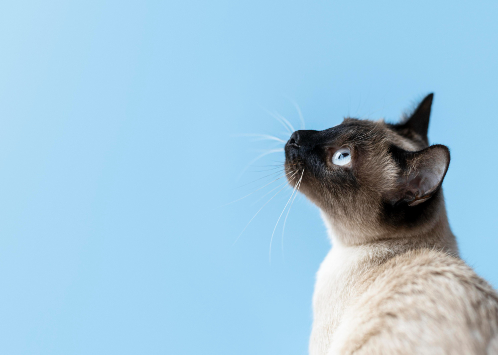 Como viajar al extranjero con mascotas
