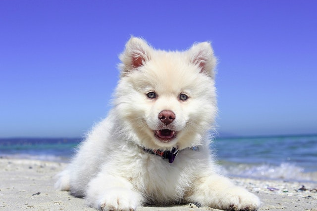 Efectos del cambio de temperatura en los perros