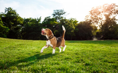 Riesgos para la salud de los perros en verano