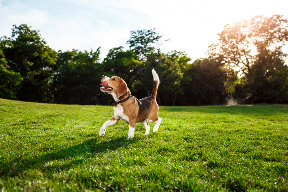 Riesgos para la salud de los perros en verano