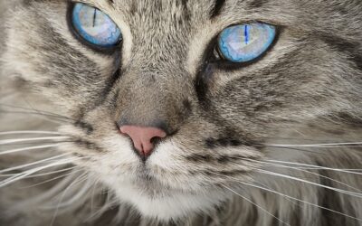 Conjuntivitis en gatos