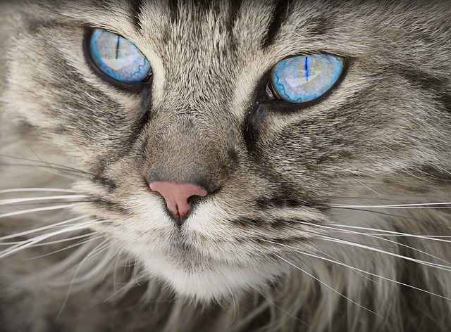 Conjuntivitis en gatos