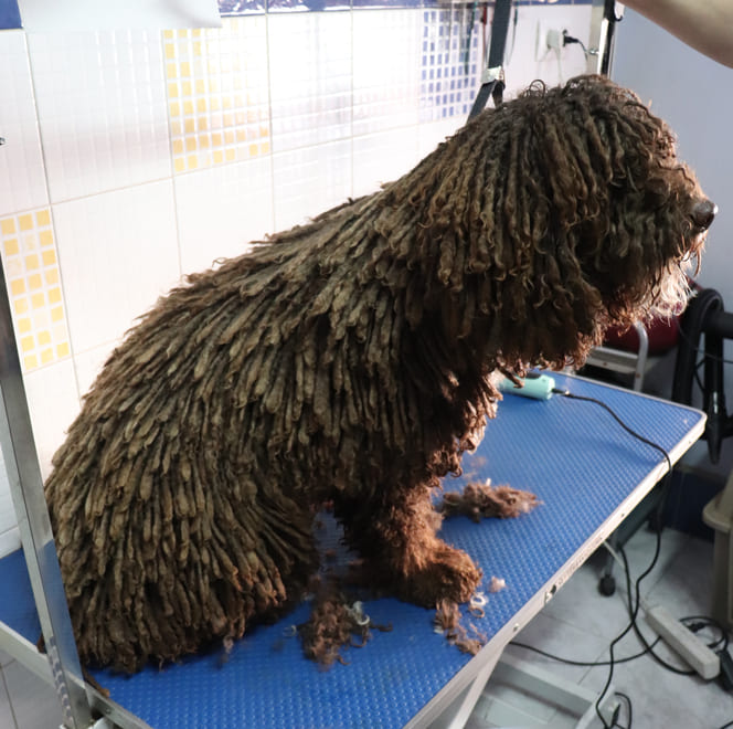 Cuidado del pelo de los perros de agua