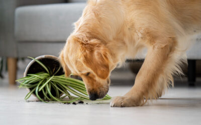 Plantas domésticas tóxicas para perros y gatos