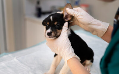 La otitis en perros