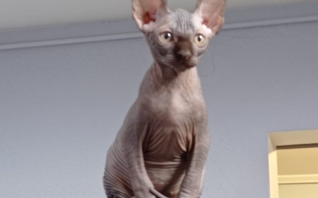 Gato Sphynx