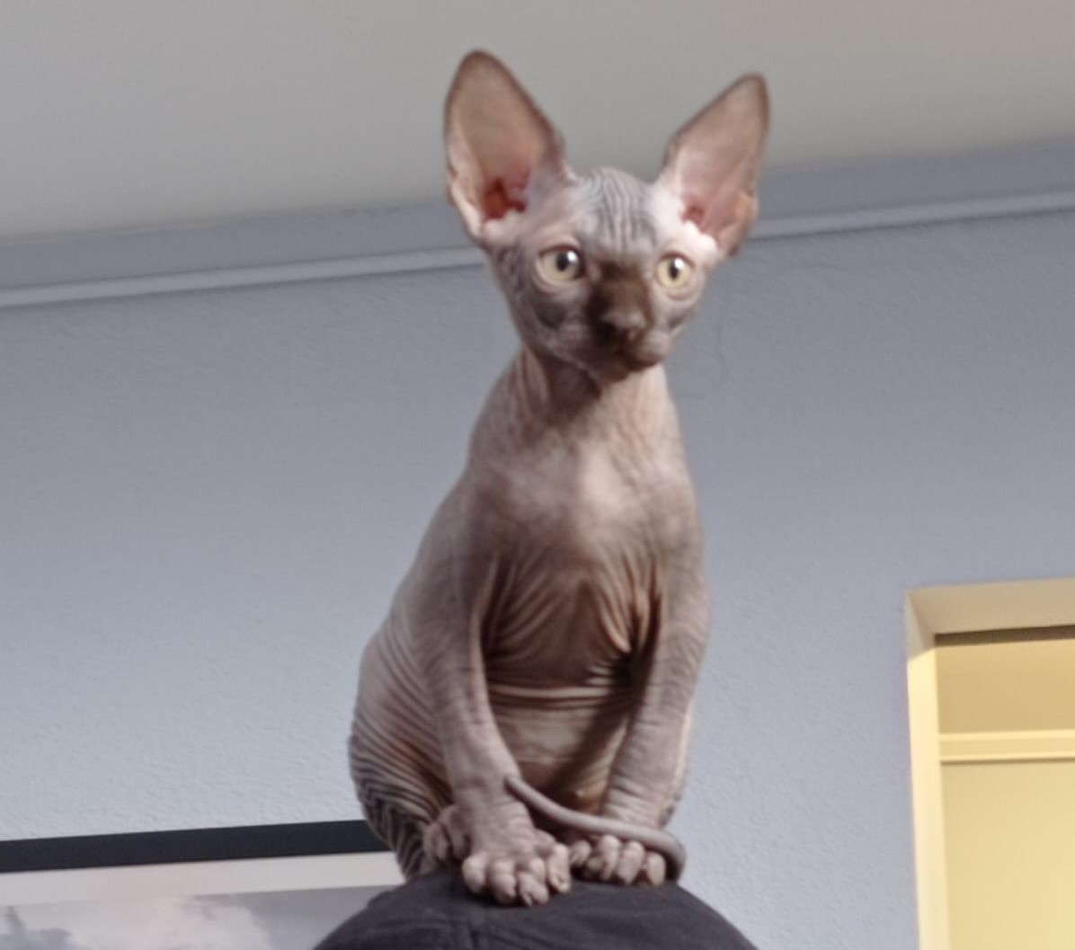 Gato Sphynx