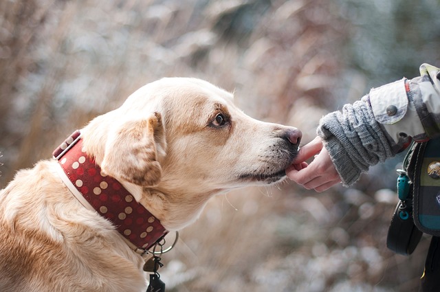 Leishmaniasis Canina