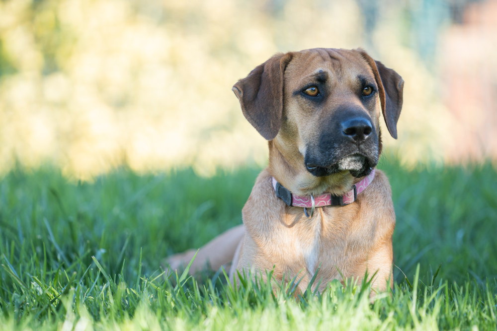 ¿Qué es la Ehrlichiosis Canina?