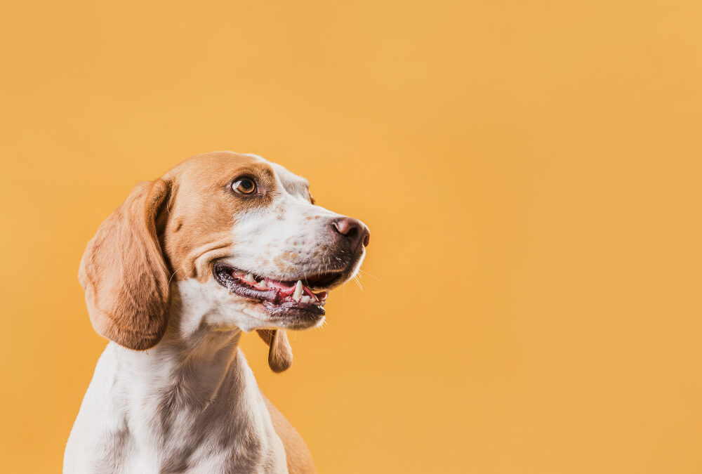 ¿Qué es la dirofilariosis canina?