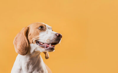 ¿Qué es la dirofilariosis canina?