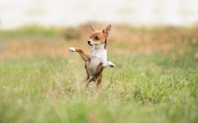 Anaplasmosis en perros