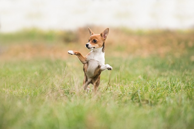 Anaplasmosis en perros