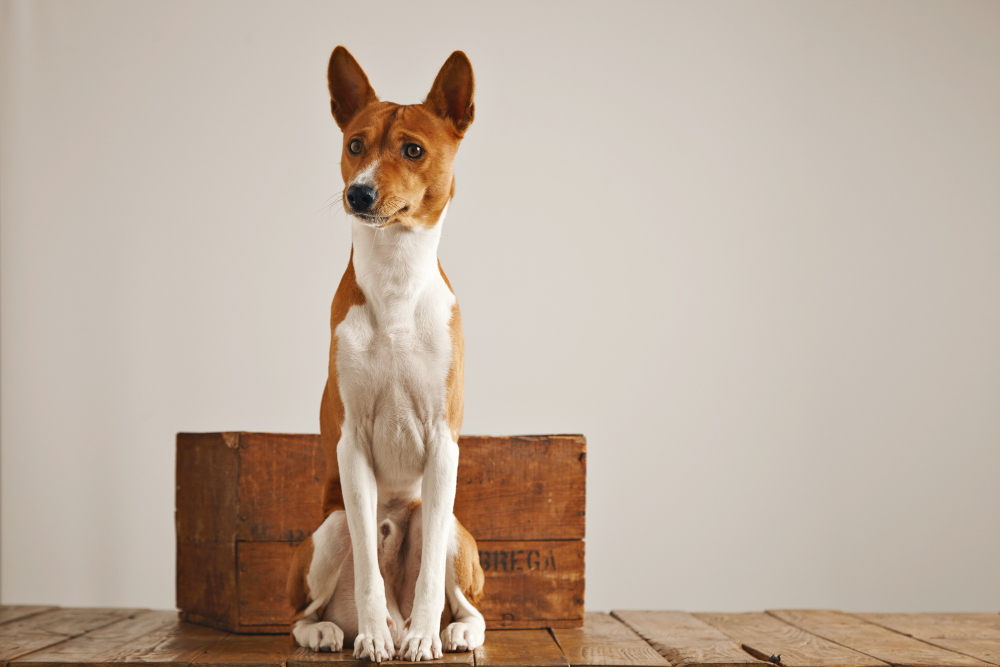 El Basenji: el perro que no ladra