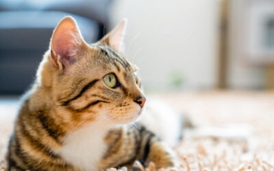 Claves para gestionar areneros en un hogar con varios gatos