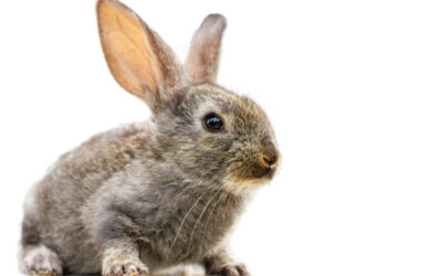 Curiosidades sobre los conejos y consejos para su cuidado en casa