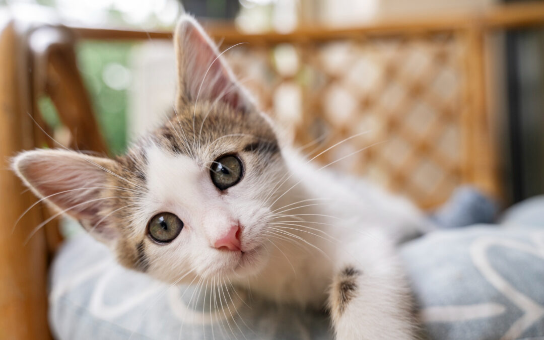 Diabetes en gatos: Causas, síntomas y tratamiento