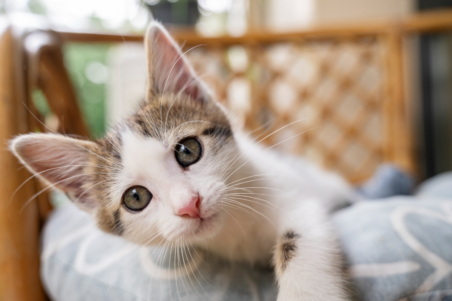 diabetes en gatos