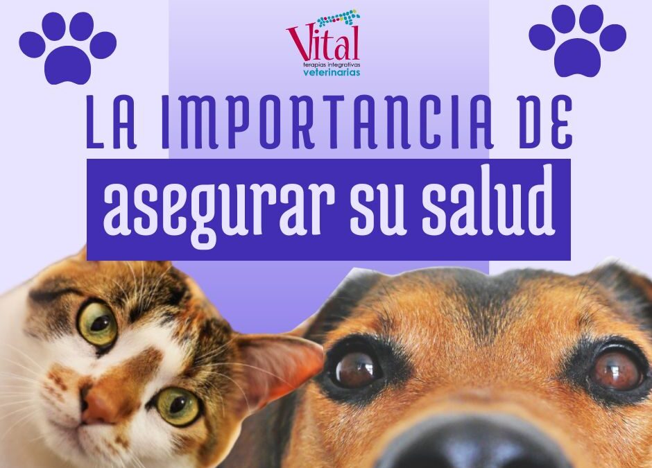 La Importancia de asegurar la salud de nuestras mascotas